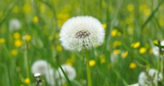 Bồ công anh và những công dụng tuyệt vời ít ai biết đến