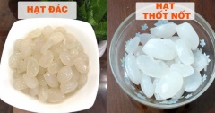 [Sự thật] Hạt đác - Lợi ích sức khỏe bất ngờ ít ai biết