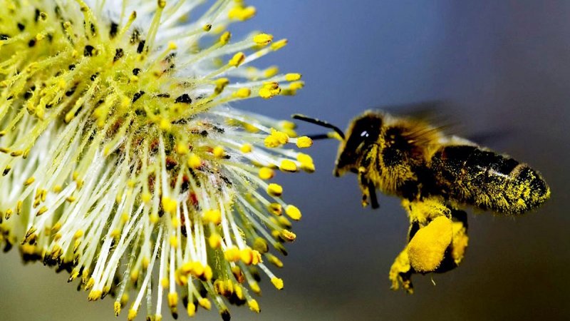 Phấn ong có tác dụng gì?Cách sử dụng phấn ong an toàn 3