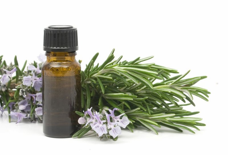 Tinh dầu hương thảo: Liệu pháp hương thơm và gia vị 0