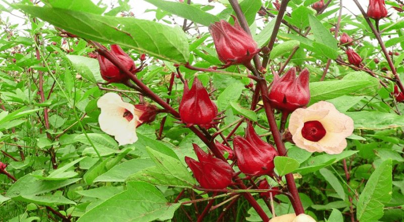 Cây bụp giấm: Thông tin chi tiết nhất về hoa atiso đỏ 0