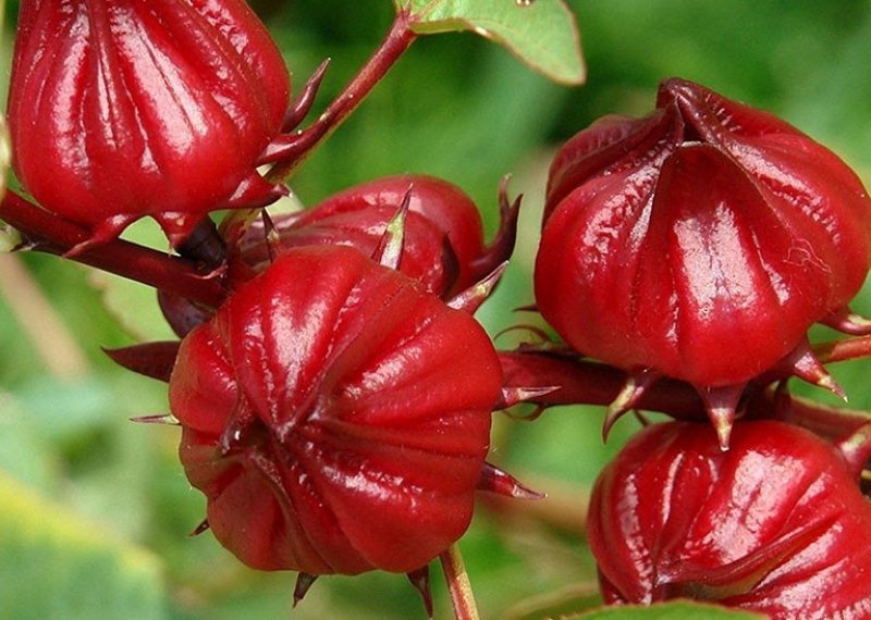 Cây bụp giấm: Thông tin chi tiết nhất về hoa atiso đỏ 1