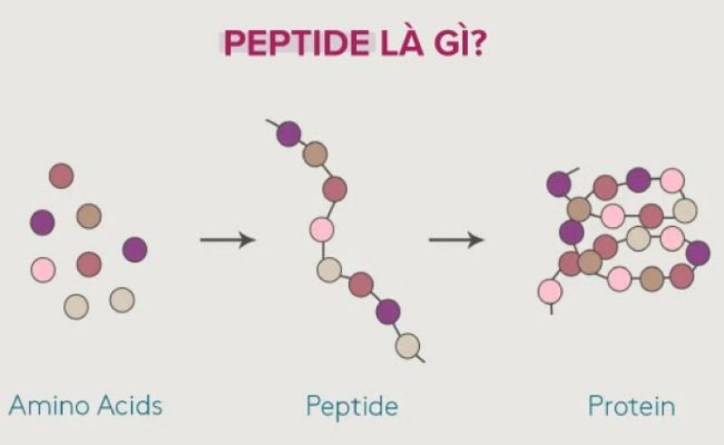 Peptide là gì và TOP sản phẩm chứa peptide dưỡng da đỉnh cao 0