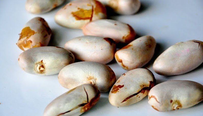 Những tác dụng tốt từ hạt mít ít ai biết đến – Cách ăn hạt mít ngon nhất 2