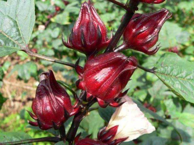Hoa atiso đỏ là gì? Công dụng tuyệt vời của Atiso đỏ ra sao? 1